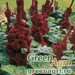 Семена Амарант багряный (Amaranthus cruentus) "TOWER" (RED) raw Произв. 1000 шт.
