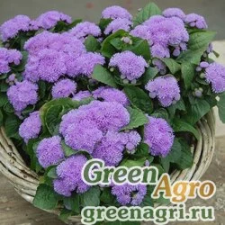 Семена Агератум мексиканский (Ageratum houstonianum) "Aloha F1" (blue) raw 5000 шт.