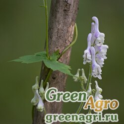Семена Аконит бело-фиолетовый (Aconitum albo-violaceum) 3 г