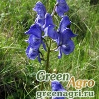 Семена Аконит Паско (Aconitum paskoi) гр.