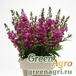 Семена Ангелония узколистная (Angelonia angustifolia) "Serenita F1" (raspberry) Pelleted 1000 шт.