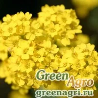 Семена Алиссум горный (Alyssum montanum) "Mountain gold" Raw Произв. 1000 шт.