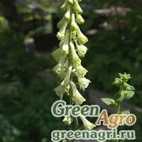 Семена Аконит Роговича (Aconitum rogoviczii) 2 гр.