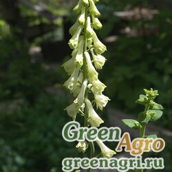Семена Аконит Роговича (Aconitum rogoviczii) 2 гр.