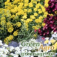Семена Алиссум горный (Alyssum montanum) "Tekara" Raw Произв. 1000 шт.