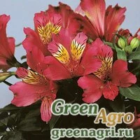 Семена Альстремерия гибридная (Alstroemeria hybrida) "Jazze" (deep rose) raw 500 шт.