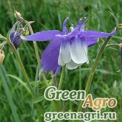 Семена Аквилегия кавказская (Aquilegia caucasica) 2 гр.