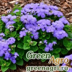 Семена Агератум мексиканский (Ageratum houstonianum) "Blue Danube F1" (blue) 1 гр.