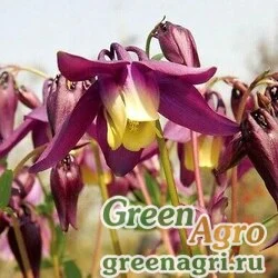 Семена Аквилегия остролистная (Aquilegia oxysepala) 2 гр.