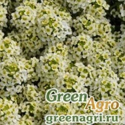 Семена Алиссум морской компактный (Lobularia maritima) "Easter Bonnet" (lemonade) raw 1 гр.