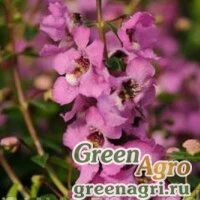 Семена Ангелония узколистная (Angelonia angustifolia) "Serenita F1" (lavender pink) pelleted 100 шт.