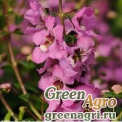 Семена Ангелония узколистная (Angelonia angustifolia) "Serenita F1" (lavender pink) pelleted 100 шт.