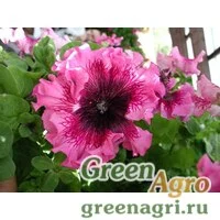 Семена Петуния превосходнейшая Розеа 1000драже