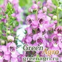 Семена Ангелония узколистная (Angelonia angustifolia) "Serenita F1" (pink) pelleted 100 шт.