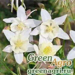 Семена Аквилегия голубая (Aquilegia caerulea) "Crystal Star" 7 гр.