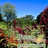 Семена Амарант (Amaranthus sp.) 30 гр.