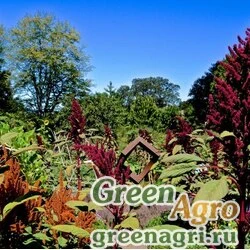 Семена Амарант (Amaranthus sp.) 30 гр.
