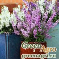 Семена Ангелония узколистная (Angelonia angustifolia) "Serena F1" (white) pelleted 100 шт.