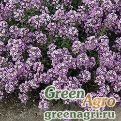 Семена Алиссум морской компактный (Lobularia maritima) "CLEAR CRYSTAL" (LAVENDER SHADES) multi-pelleted 1000 шт.