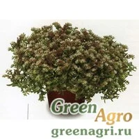Семена Седум невии Сильвер Фрост 1000шт