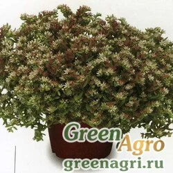 Семена Седум невии Сильвер Фрост 1000шт