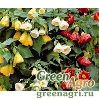 Семена Абутилон гибридный (Abutilon hybridum) "Bellvue" (mix) 10 гр.