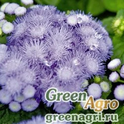 Семена Агератум мексиканский (Ageratum houstonianum) "Blue Hawaii 5.0 F1" (blue) pelleted 250 шт.