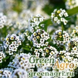 Семена Алиссум морской (Lobularia maritima) "Tiny Tim" 30 гр.