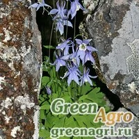 Семена Аквилегия Бородина (Aquilegia borodinii) 0,6 гр.