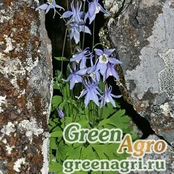 Семена Аквилегия Бородина (Aquilegia borodinii) 0,6 гр.
