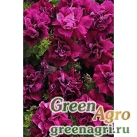 Семена Петуния махровая Дуо Бургунди 1000драже