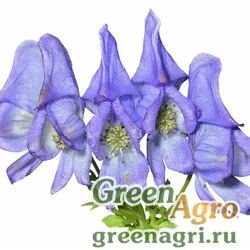 Семена Аконит таежный (Aconitum taigicola) 2,5 гр.