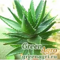 Семена Алоэ алоевидное (Aloe alooides) 100 шт.