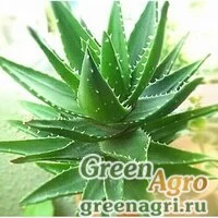 Семена Алоэ (Aloe burgerfortensis) 500 шт.