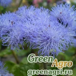 Семена Агератум мексиканский (Ageratum houstonianum) "Blue Blazer F1" 0.1 гр.