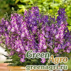 Семена Ангелония узколистная (Angelonia angustifolia) "Serena F1" (purple) Pelleted 1000 шт.