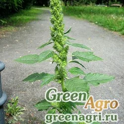 Семена Амарант запрокинутый (Amaranthus retroflexus) 60 гр.