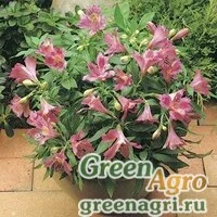 Семена Альстремерия гибридная (Alstroemeria hybrida) "Jazze" (purple rose) raw 500 шт.