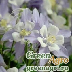 Семена Аквилегия гибридная (Aquilegia hybrida) "SONGBIRD F1" (BLUEBIRD) raw 100 шт.