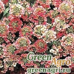 Семена Алиссум морской компактный (Lobularia maritima) "Aphrodite" (SALMON) raw Произв. 10000 шт.