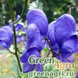 Семена Аконит ялусский (Aconitum jaluense) 2 гр.