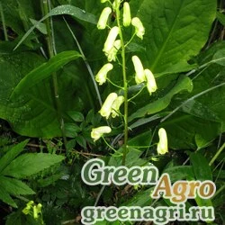 Семена Аконит тенелюбивый (Aconitum umbrosum) 3 гр.