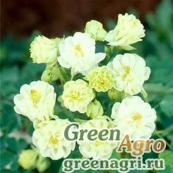 Семена Аквилегия обыкновенная (Aquilegia vulgaris) "WINKY DOUBLE" (WHITE WHITE) raw 100 шт.