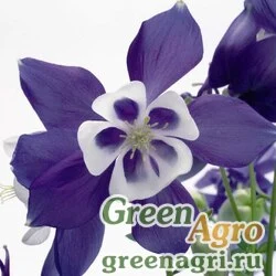 Семена Аквилегия гибридная (Aquilegia hybrida) "Spring Magic" (Blue and White) raw 100 шт.