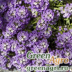 Семена Алиссум морской (Lobularia maritima) "Violet Queen" 40 гр.
