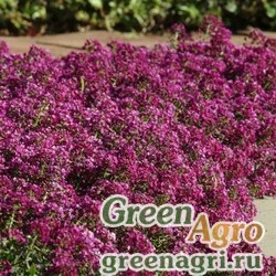 Семена Алиссум морской компактный (Lobularia maritima) "Clear crystal" (purple shades) Multi-pelleted 1000 шт.