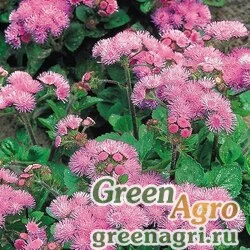 Семена Агератум мексиканский (Ageratum houstonianum) "Pink Ball" 15 гр.