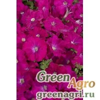 Семена Петуния мультифлора Селебрити Кармин 1000драже
