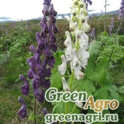 Семена Аконит северный (Aconitum septentrionale) 3,5 гр.