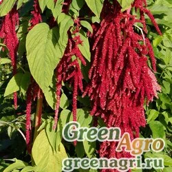 Семена Амарант печальный (Amaranthus hypochondriacus) "Pygmy Torch" 50 гр.